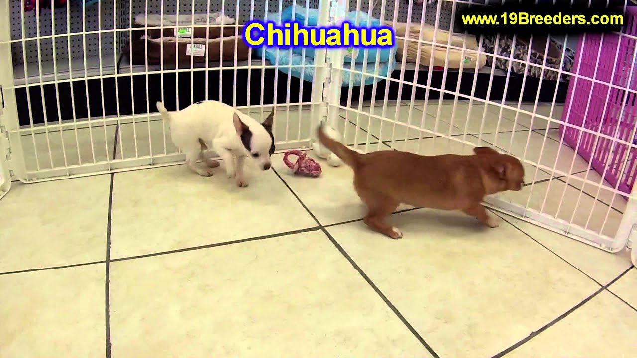 Chihuahua, Puppies, For, Sale, In, Boise City, Idaho, ID, Rexburg, Post