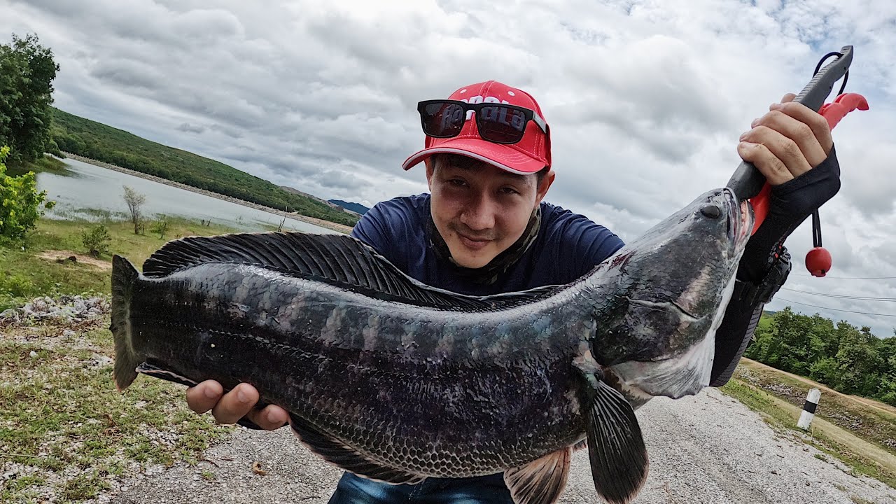 ตกปลาชะโด ด้วย ป๊อบเปอร์ในวันฝนพรำ Poper Vs Snakehead