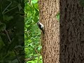 Up Close with a Downy Woodpecker 🐦✨ #shorts