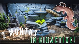 First Two Months in a Gecko Bioactive | Plants, UVB, CUC, Substrate | Bioactive Behavior Chronicles