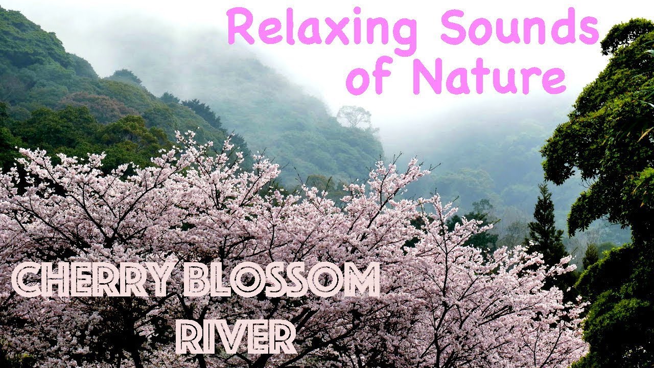 Healing Meditation - Cherry Blossom River - Relaxing Sounds of Nature