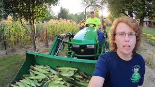 sweet corn harvest!! compact tractor shares with the neighbors!