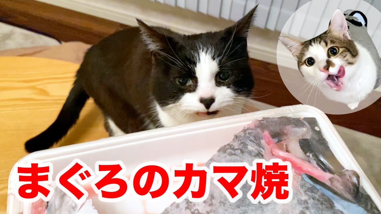猫たちにマグロのカマをあげたら大興奮！【4月のウマウマデー】