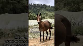 "Nadie es más que nadie"✍🏻📈💎 #humildad #viral #dalelike #suscribete #motivacion #consejos