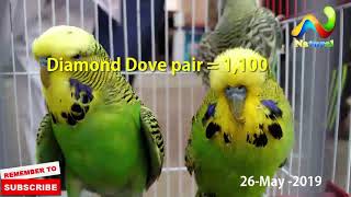 Lalukhet Birds Market Update Jall Price Urdu\/Hindi