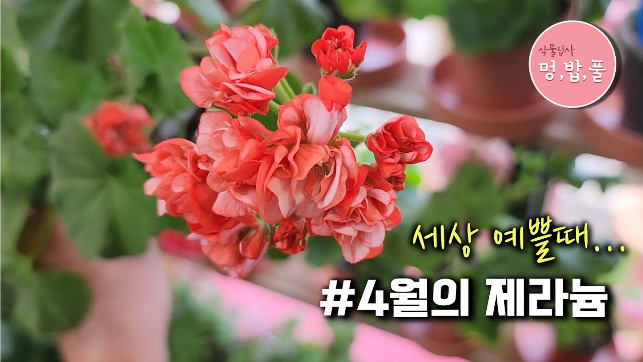 제라늄,4월의 제라늄 세상예쁠때 #제품구입은 더보기에 있어요