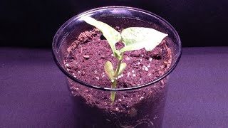 Time-Lapse Series:  White Bean Growing