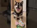 悪いことした後のあざとさ半端ない柴犬🤣笑　#犬 #dog #柴犬
