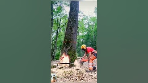 Precision Tree Felling in the Forest 🌲🪓#treefelling #woodcutting #fypシ゚viral