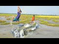 Unbelievable Fish Hunting Moment ❤️ Amazing Boy Catch Big Fish With Spear From Mud Water ❤️ Big Fish