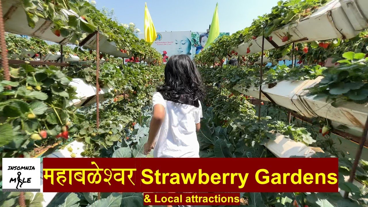 Mahabaleshwar2 Strawberry Gardens & local attractions YouTube