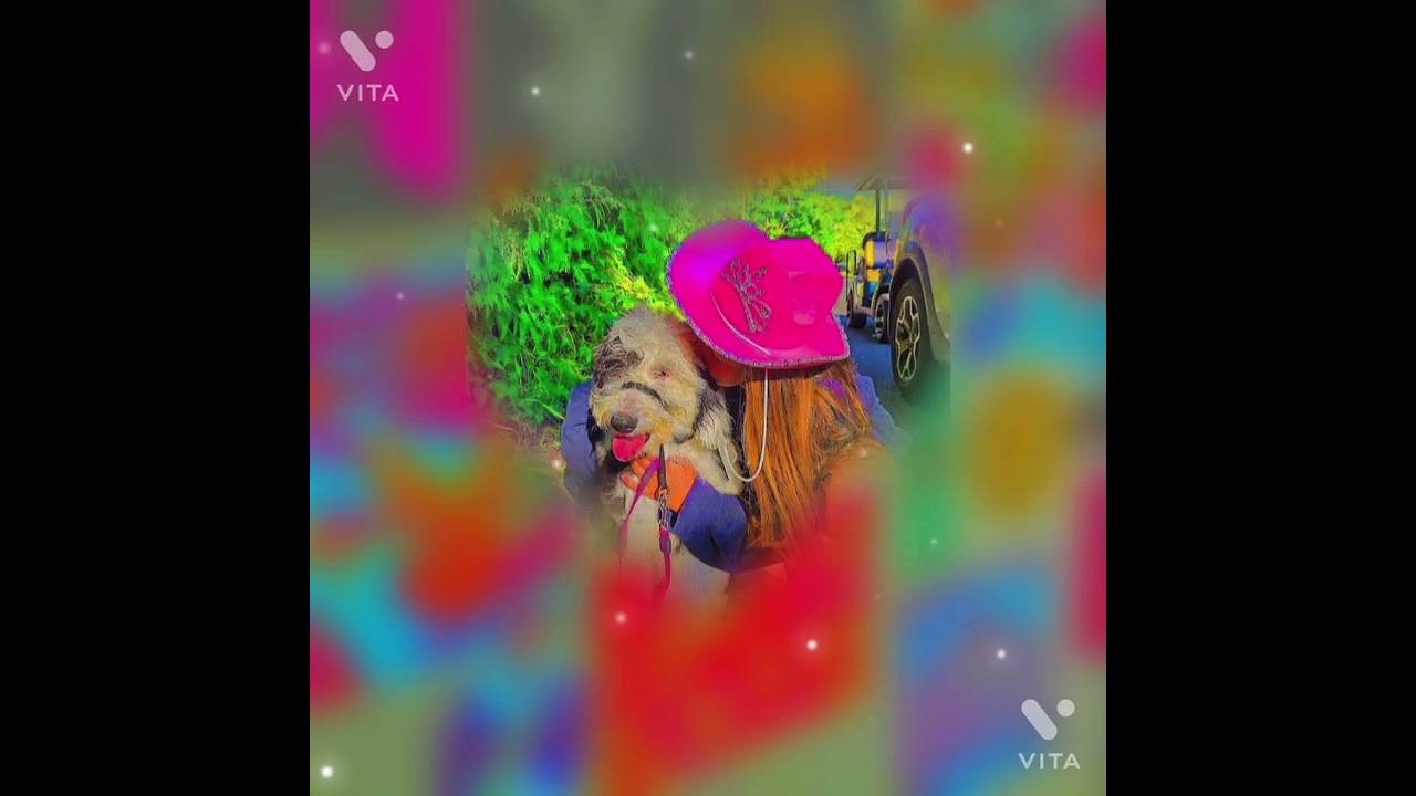 Stray animals get adopted + pet health 