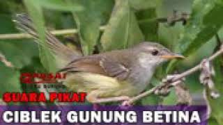Suara burung cimblek gunung/keprek betina cocok buat memikat