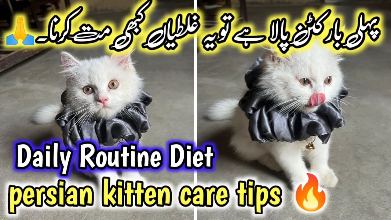How To Keep Your Kitten Healthy Persian Cat Kitten Growth persian Cat how-to-keep-your-kitten-healthy-persian-cat-kitten-growth-persian-cat