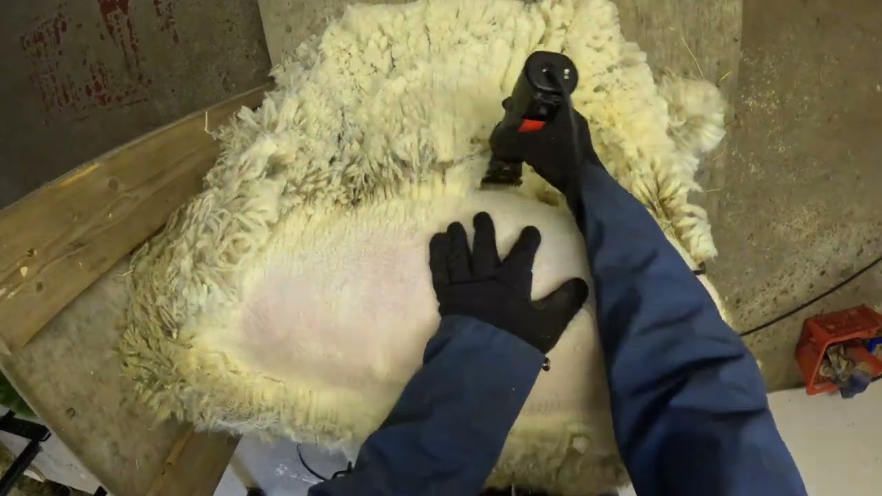 Lampaan keritseminen, mitä siinä tulee huomioida? Sheep shearing, what is important about it?