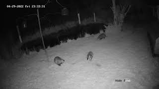 How bouncy can a baby Badger be  Update