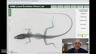 lizard measurements