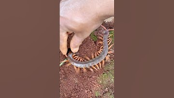 -1000 iQ centipede VS Crazy bullet ants