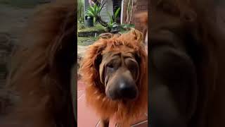 SharPei Dog Daily#brisbane Australia