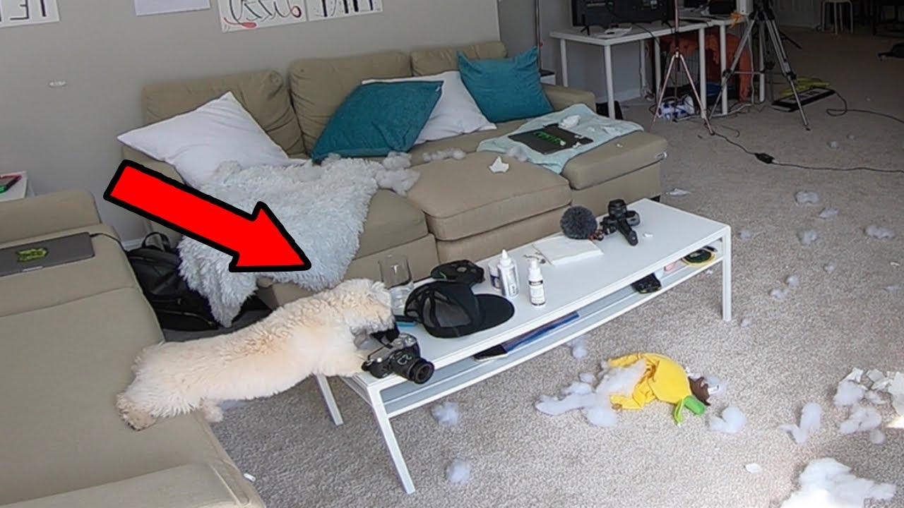 HIDDEN CAMERA ON MY DOG LEFT HOME ALONE!! (YOU WON’T BELIEVE WHAT