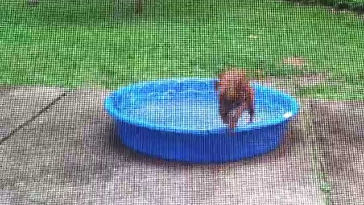 Chewy - our Rescue Dog - loves his new pool.
