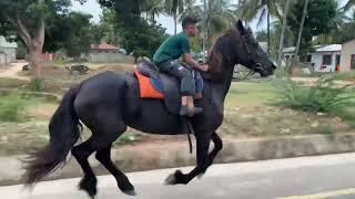 Dossa horse riding stable