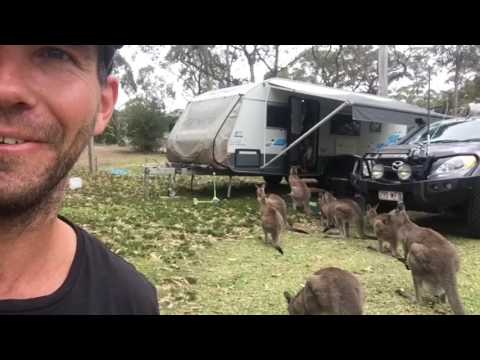 Viagem em uma van - A palavra está fora! Os cangurus adoram caravanas.
