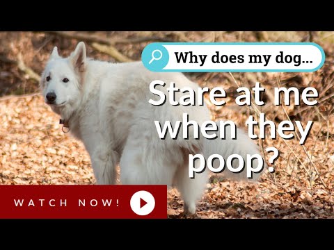 Video: Hvorfor stirrer min hund på meg når han poops?