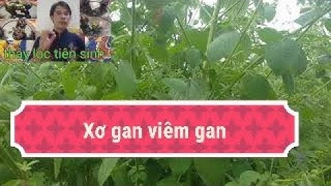 cây bồ xít - cây bồ xít trị bệnh gan - cây bồ xít trị viêm gan - cây bồ xít trị xơ gan cổ trướng