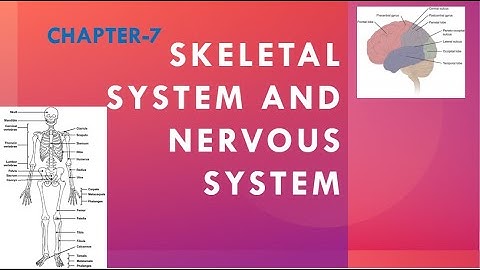 Class-5 Chapter-7 SKELETAL SYSTEM AND NERVOUS SYSTEM Part-1