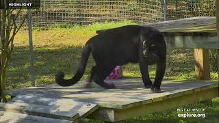 Funcation - Big Cat Rescue | Live Cam Highlights by Explore Cats Lions Tigers 1,313 views 5 months ago 11 minutes, 33 seconds