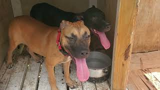 pitbulls panting after a nice long run‍♂ #pets  #dogs    like, comment and subscribe thanks