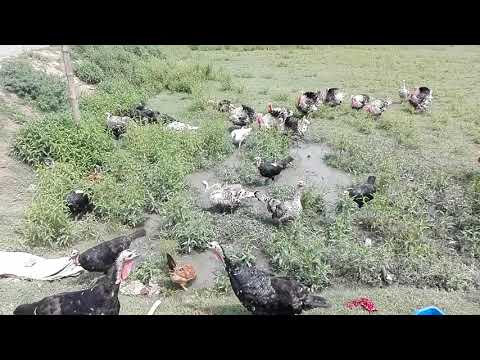 turkey-and-hille-chicken-01988238568-mymensingh-bangladesh