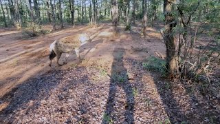 Blondie eland and guinea fowl