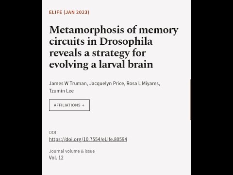Metamorphosis of memory circuits in Drosophila reveals a strategy for ...