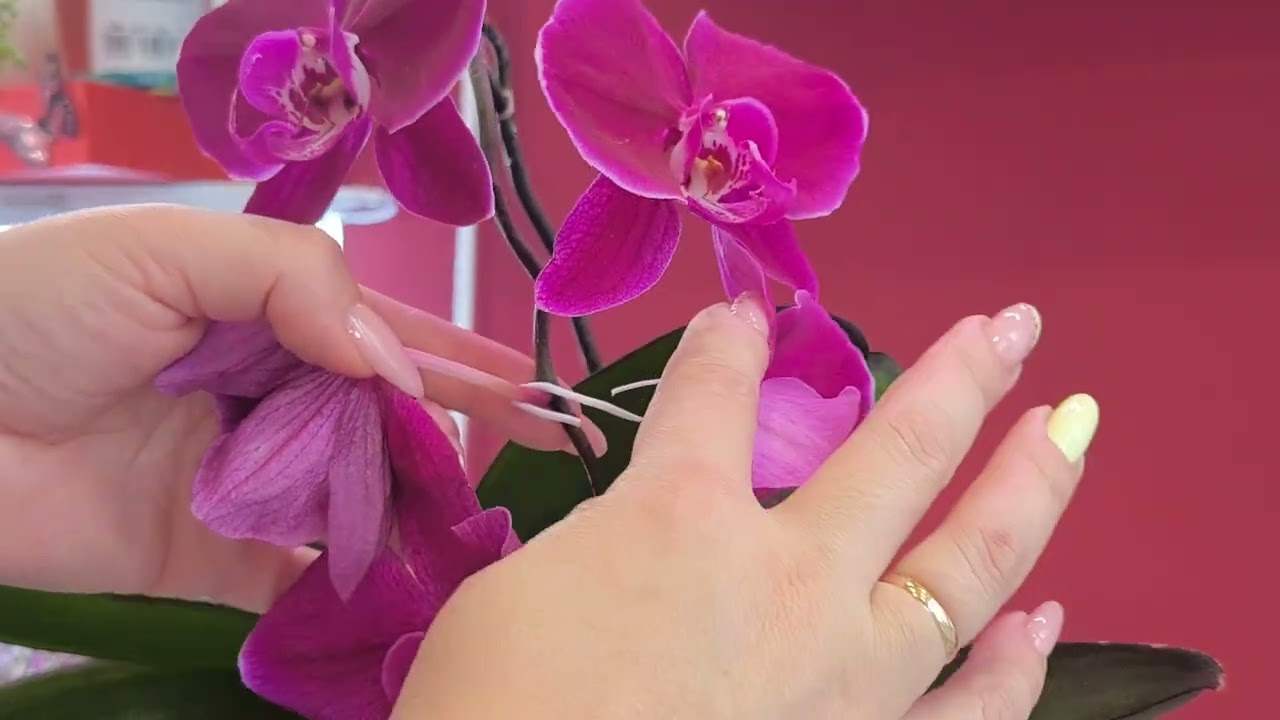 Немного обо всём. Пересадки😁, цветение💐 и проблемы в коллекции 🥺. 