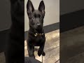 Most adorable puppies dogs on ig