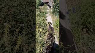 Relaxing Garden Sounds &amp;Cute Dogs Shoring/3 Minutes of Peace