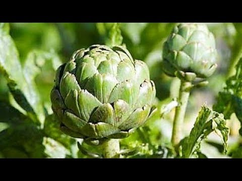 Опыт выращивания артишока