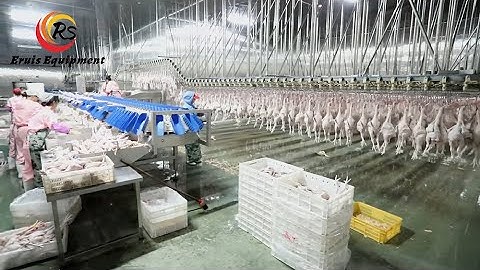 Complete Chicken Slaughter Line for Chicken Processing 10,000 BPH Capacity | Eruis