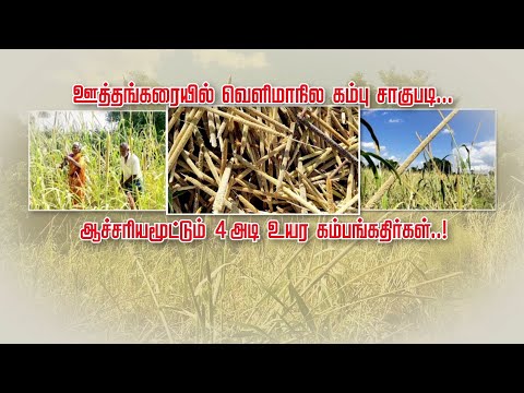 ஊத்தங்கரையில் வெளிமாநில கம்பு சாகுபடி... | ஆச்சரியமூட்டும் 4 அடி உயர கம்பங்கதிர்கள்...!