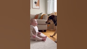 Bayi lucu dengan anak anjing lucu yang menggemaskan #anjing #bayi #lucu #menggemaskan #bayiyangme...