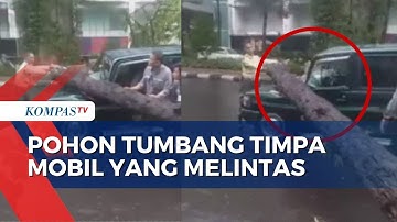 Pohon Setinggi 10 Meter Tumbang, Timpa Mobil yang Melintas di Kebayoran Baru