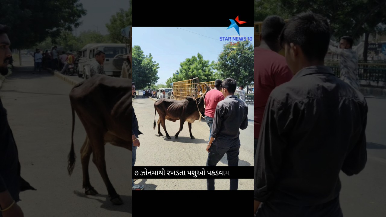 અમદાવાદમાંથી CNCD વિભાગે ૧૪૦ રખડતા પશુઓ પકડ્યા.