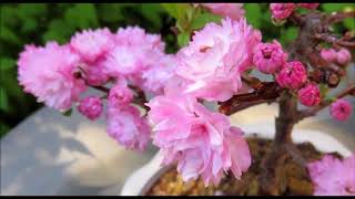 2018 Spring 2 庭桜 Dwarf Flowering Almond Bonsai