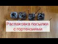 Гортензии распаковка посылки 🌺