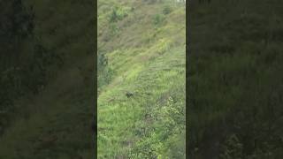 HAMA BABI MELINTAS DI LERENG BUKIT#shorts