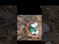 DIY coconut ke chilake se Nest or sparrow and his eggs banana #new #Diy #craft video