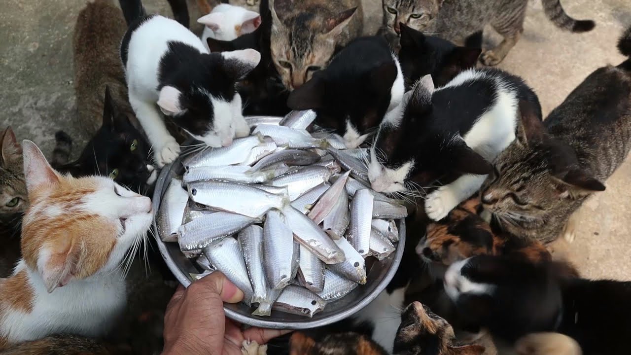 Raw food for cats, hungry cats eating raw fish - YouTube