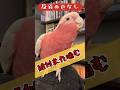 【終わらない戦い】噛んだのに反省の色が全く見えないオウム【おしゃべりモモイロインコの春ちゃん】
